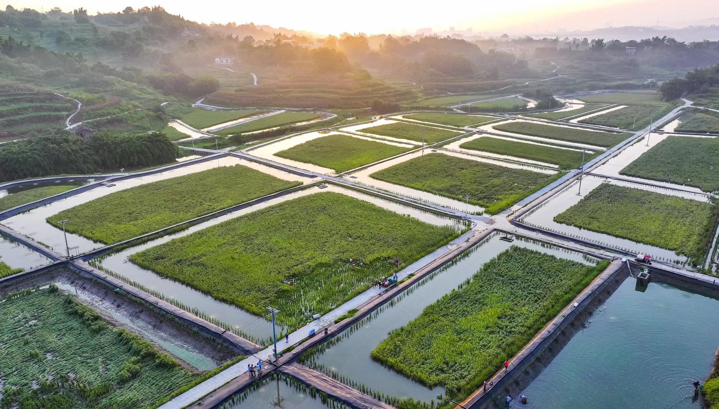 稻田虾养殖技术要点有哪些？-图2