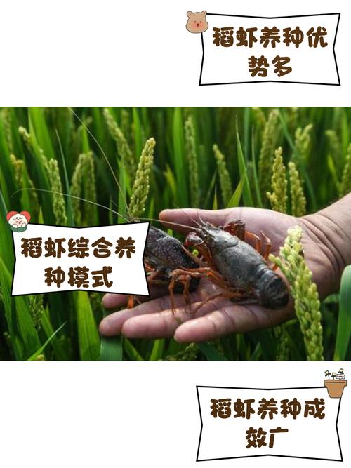 稻田虾养殖技术要点有哪些?-图1 稻田虾养殖技术要点有哪些?-图1