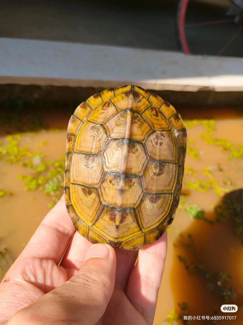 黄喉拟水龟2025价格会涨还是跌?-图1 黄喉拟水龟2025价格会涨还是跌?-图1