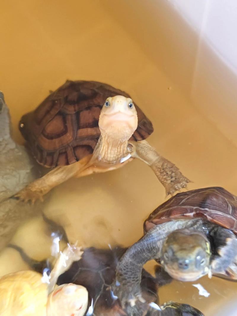 黄喉拟水龟2025价格会涨还是跌?-图3 黄喉拟水龟2025价格会涨还是跌?-图3