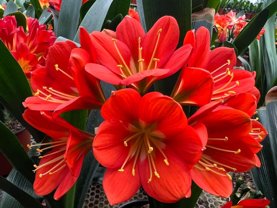 红色君子兰品种及图片-图1 红色君子兰品种及图片-图1