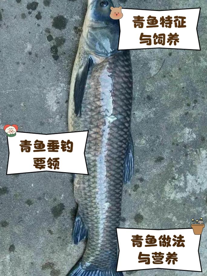 青鱼养殖技术视频教程如何学透关键要点？-图2