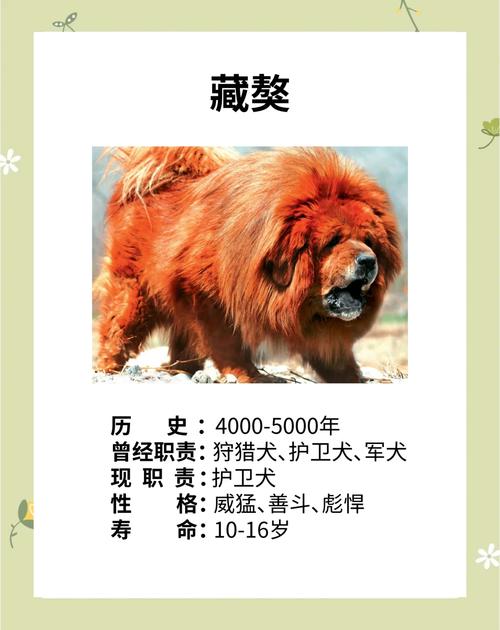 李晨养的狗是什么品种?-图1 李晨养的狗是什么品种?-图1