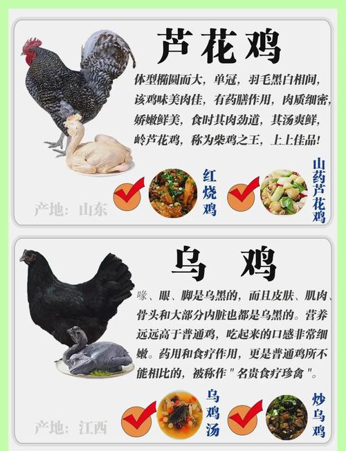 如何快速分辨家养鸡的品种?-图1 如何快速分辨家养鸡的品种?-图1