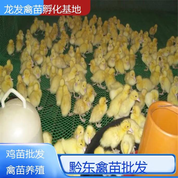 老品种土鸡苗价格行情-图2 老品种土鸡苗价格行情-图2