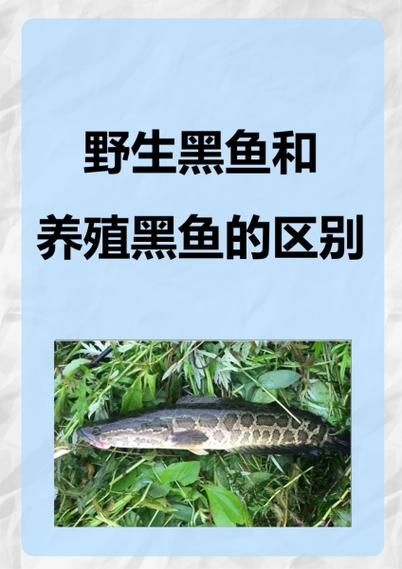 黑鱼草鱼混养,如何平衡生长与效益?-图1 黑鱼草鱼混养,如何平衡生长与效益?-图1