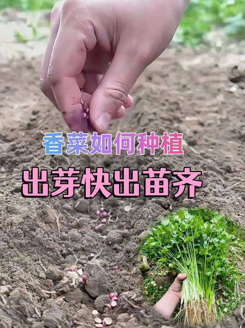 拱棚夏季香菜咋种才能不抽薹?-图1 拱棚夏季香菜咋种才能不抽薹?-图1