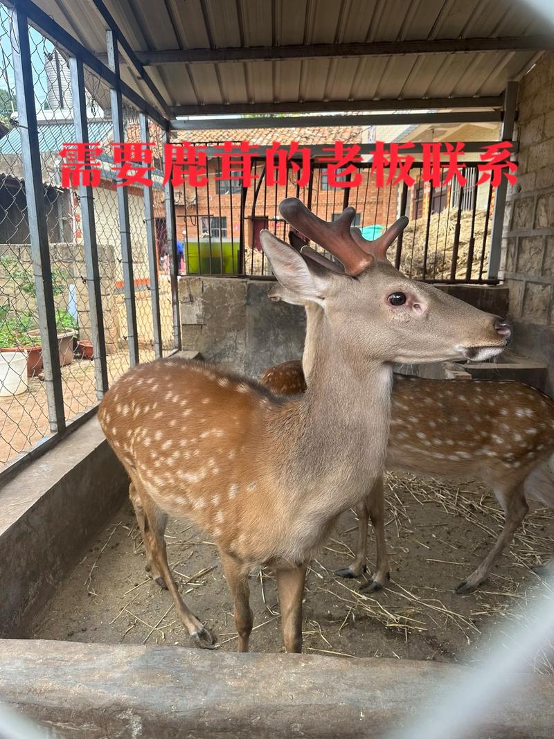 2025年梅花鹿幼仔价格会涨跌吗？-图3