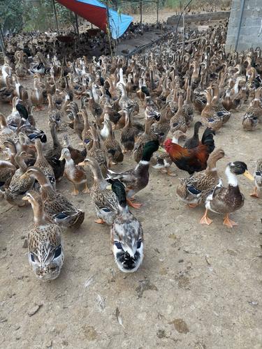 家养鸭子选什么品种合适?-图1 家养鸭子选什么品种合适?-图1