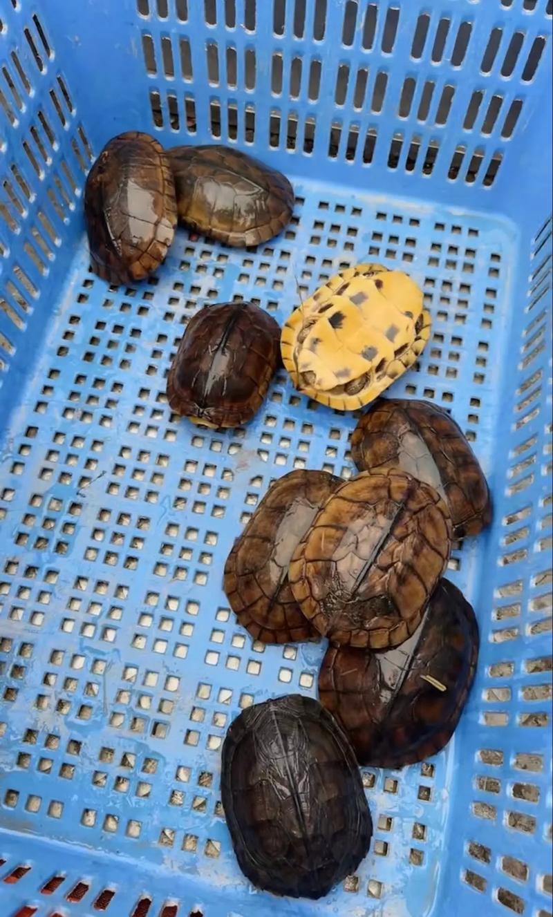 2025商品石龟价格表具体多少钱一只?-图1 2025商品石龟价格表具体多少钱一只?-图1