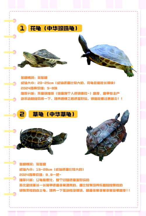 2025商品石龟价格表具体多少钱一只?-图2 2025商品石龟价格表具体多少钱一只?-图2