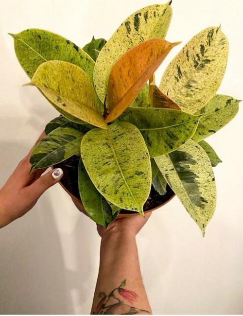 橡皮树开花?品种有何特殊?-图3 橡皮树开花?品种有何特殊?-图3