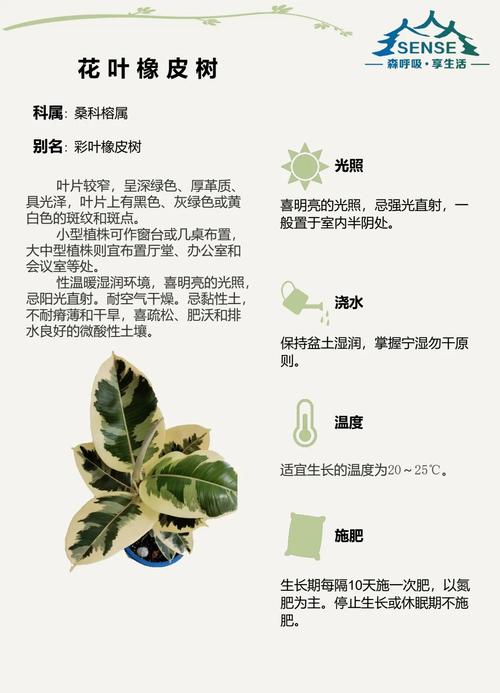 橡皮树开花？品种有何特殊？-图2