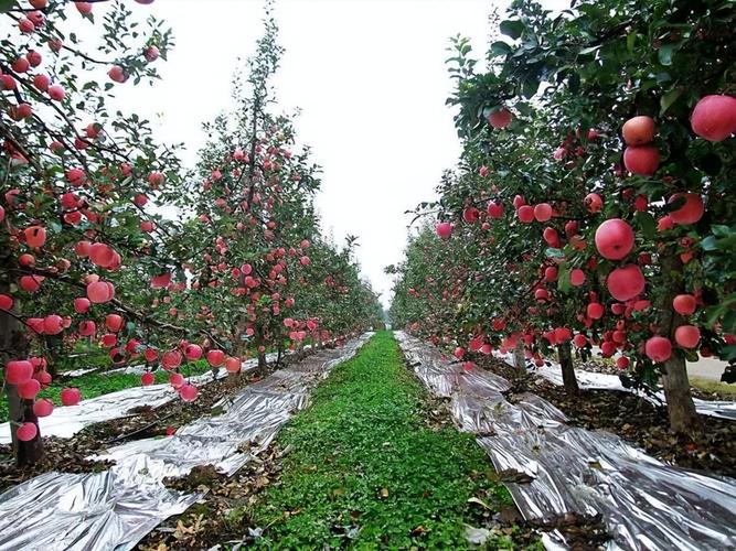 苹果最新栽培技术视频有何创新点？-图2