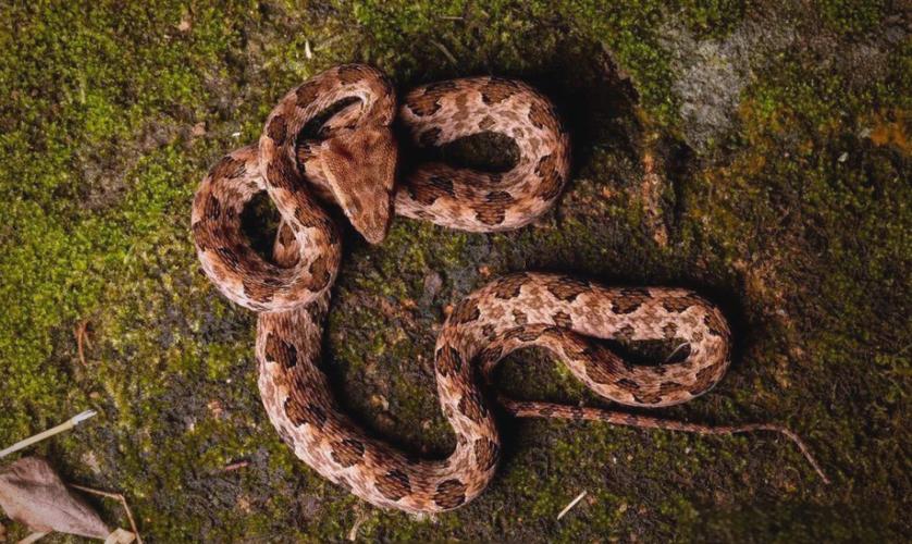 2025年野生五步蛇价格会涨跌吗？-图3