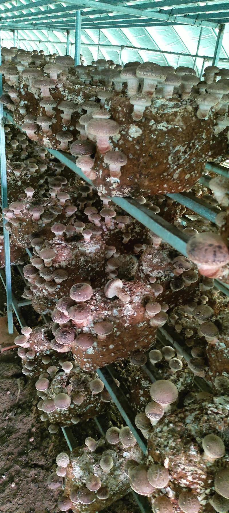 野生蘑菇人工种植技术可行吗?-图1 野生蘑菇人工种植技术可行吗?-图1