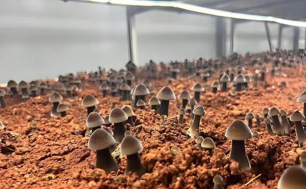 野生蘑菇人工种植技术可行吗?-图2 野生蘑菇人工种植技术可行吗?-图2