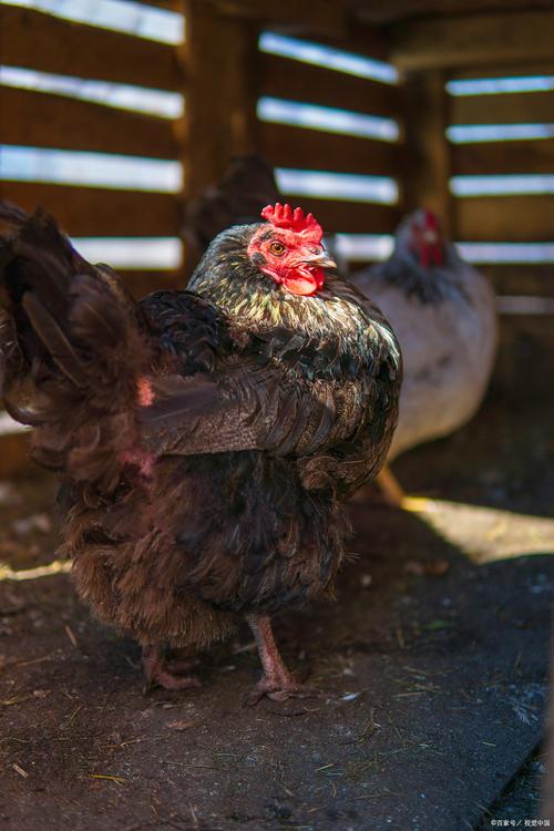 最耐寒鸡品种是哪个?-图2 最耐寒鸡品种是哪个?-图2