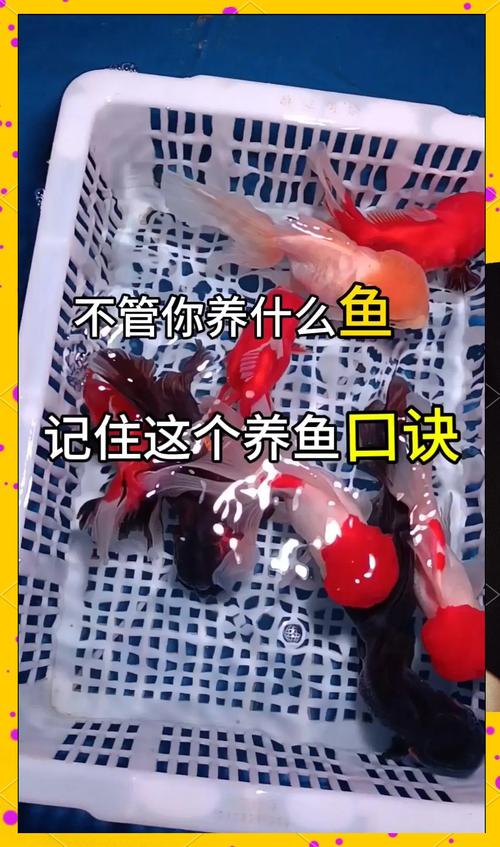 福寿鱼养殖关键技术有哪些?-图3 福寿鱼养殖关键技术有哪些?-图3