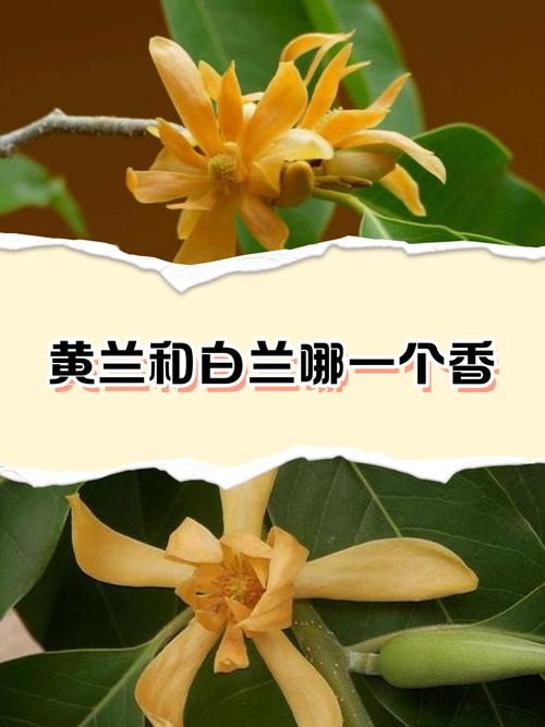 黄兰白兰哪个品种更好?-图1 黄兰白兰哪个品种更好?-图1
