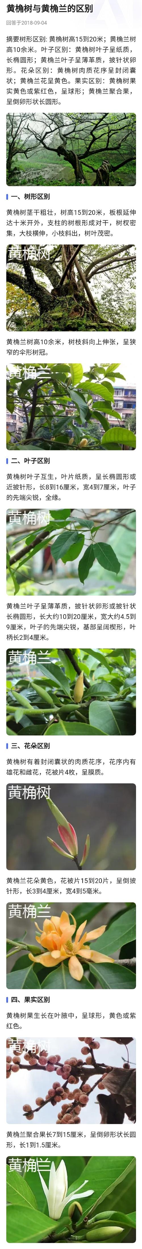 黄兰白兰哪个品种更好？-图3