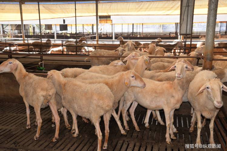 中国最先进养殖技术有多强?-图2 中国最先进养殖技术有多强?-图2