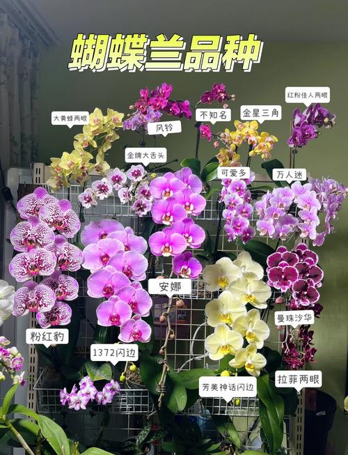 蝴蝶兰什么品种开花多?-图1 蝴蝶兰什么品种开花多?-图1