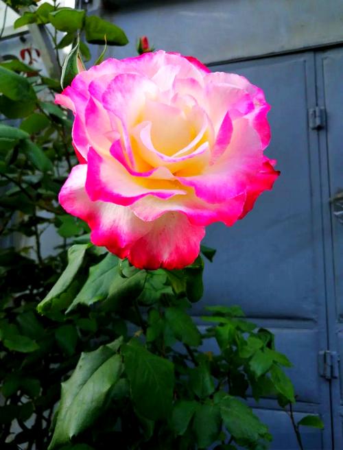 月季花哪些品种颜值最高?-图2 月季花哪些品种颜值最高?-图2