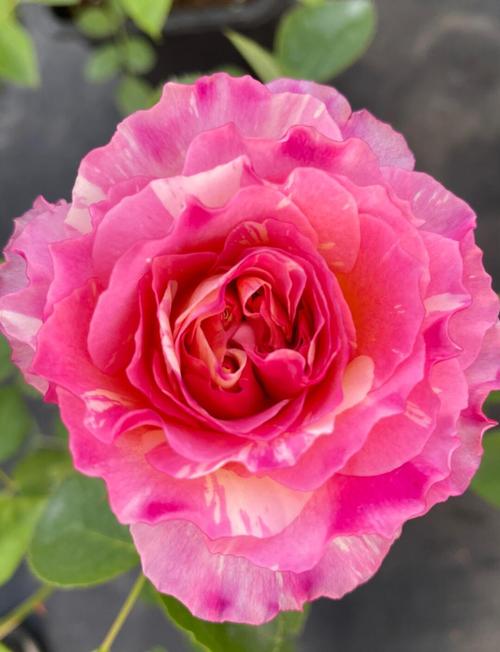 月季花哪些品种颜值最高?-图1 月季花哪些品种颜值最高?-图1