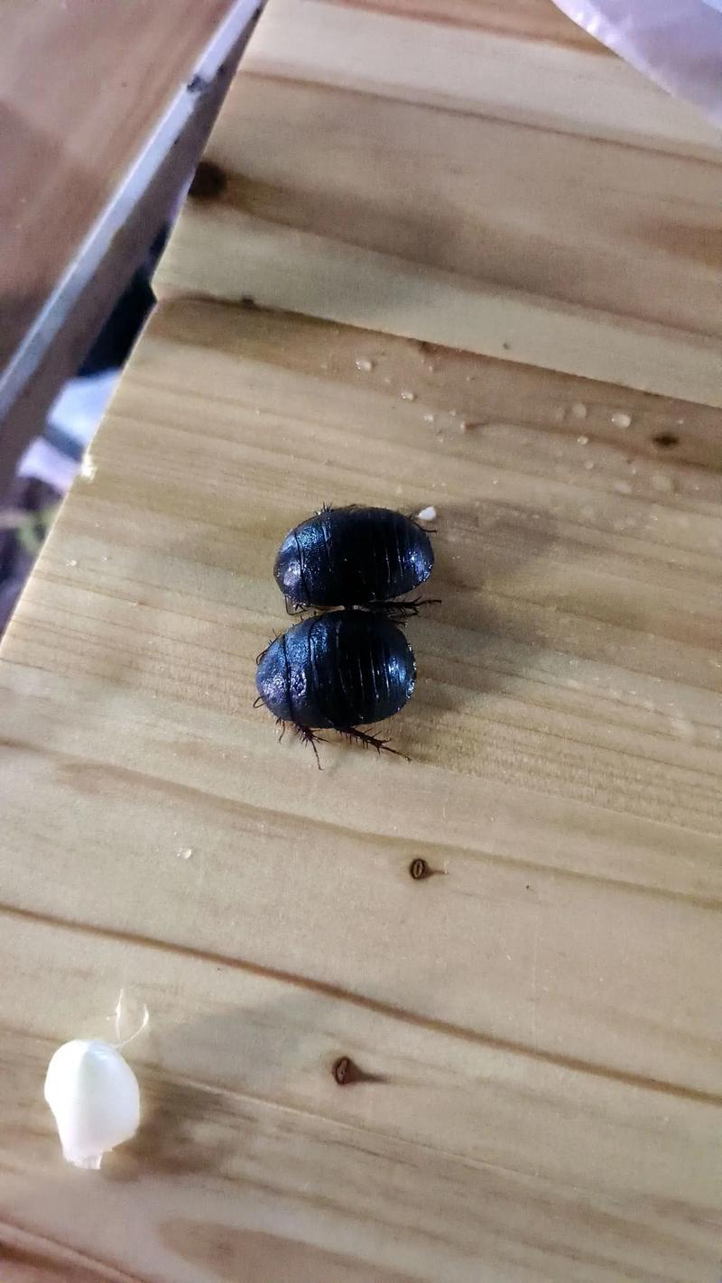 2025年3月土元价格会涨还是跌?-图3 2025年3月土元价格会涨还是跌?-图3