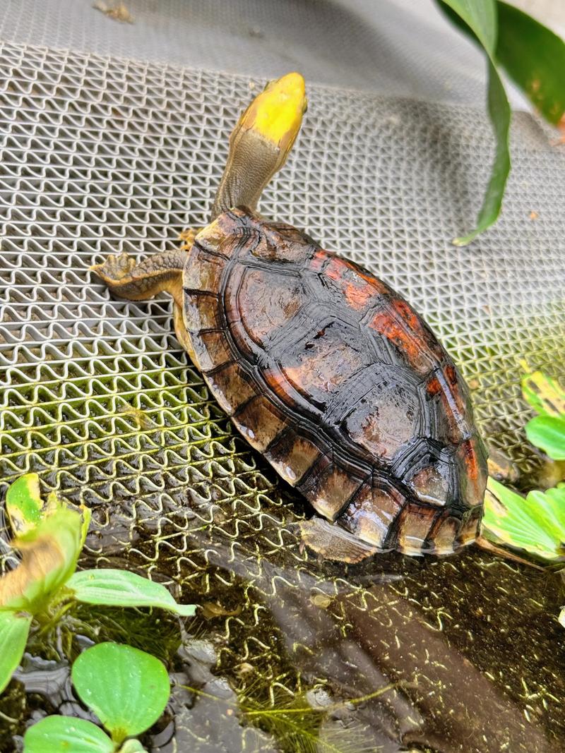 2025年金头闭壳龟价格会涨还是跌?-图2 2025年金头闭壳龟价格会涨还是跌?-图2