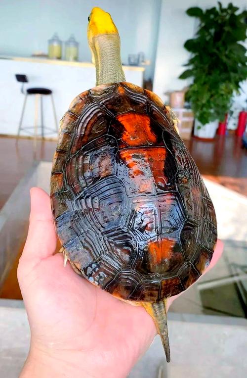 2025年金头闭壳龟价格会涨还是跌?-图3 2025年金头闭壳龟价格会涨还是跌?-图3