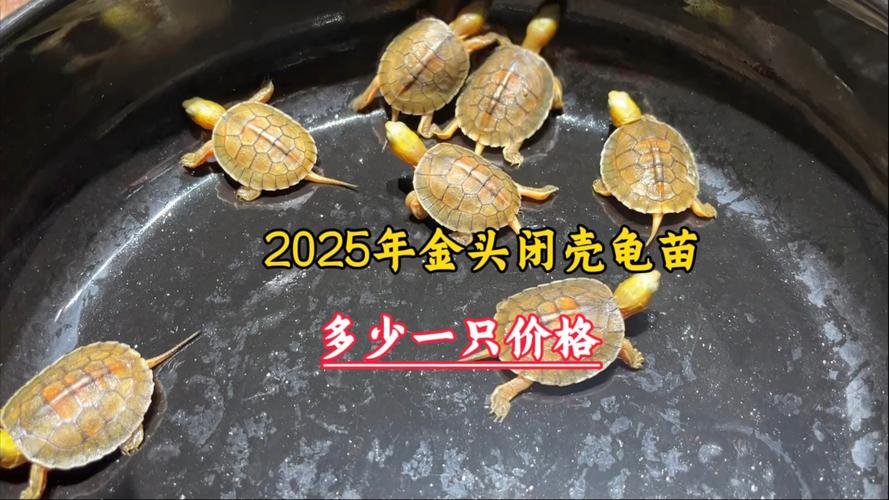 2025年金头闭壳龟价格会涨还是跌?-图1 2025年金头闭壳龟价格会涨还是跌?-图1