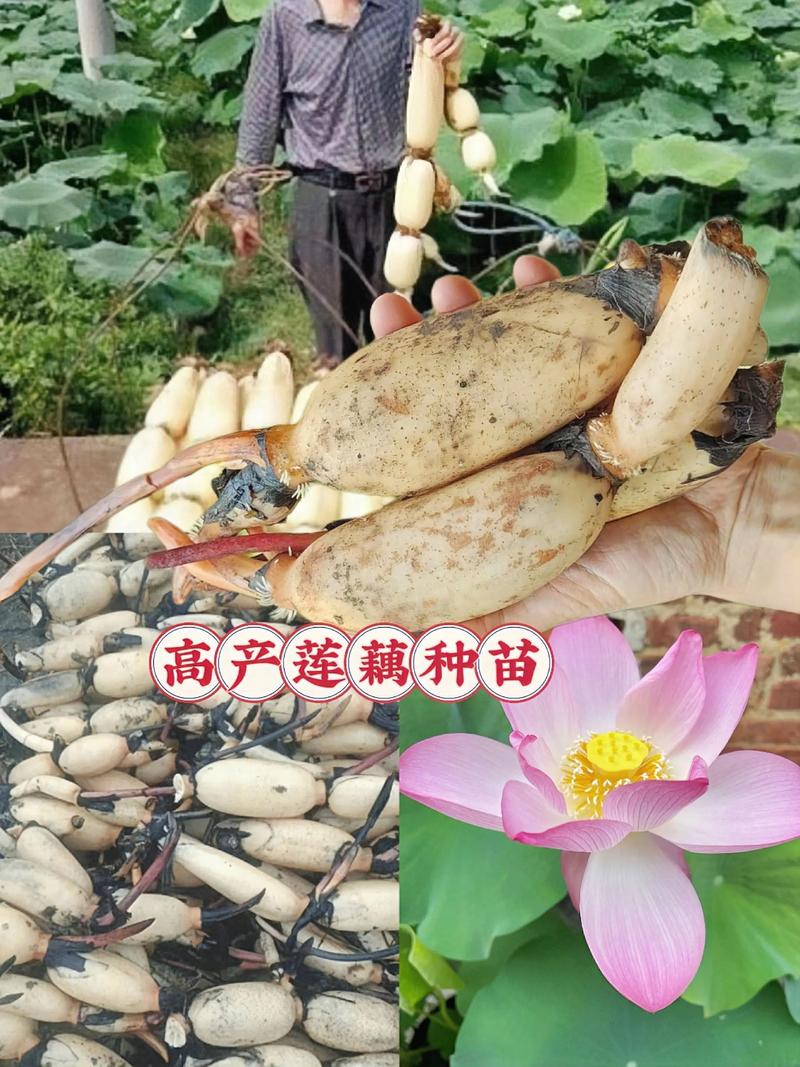 东北浅水莲藕种植技术-图1 东北浅水莲藕种植技术-图1