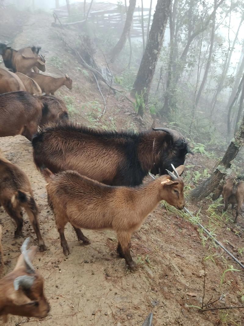 2025波尔山羊价格表最新行情多少钱一只?-图2 2025波尔山羊价格表最新行情多少钱一只?-图2