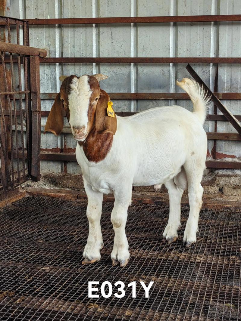 2025波尔山羊价格表最新行情多少钱一只?-图1 2025波尔山羊价格表最新行情多少钱一只?-图1