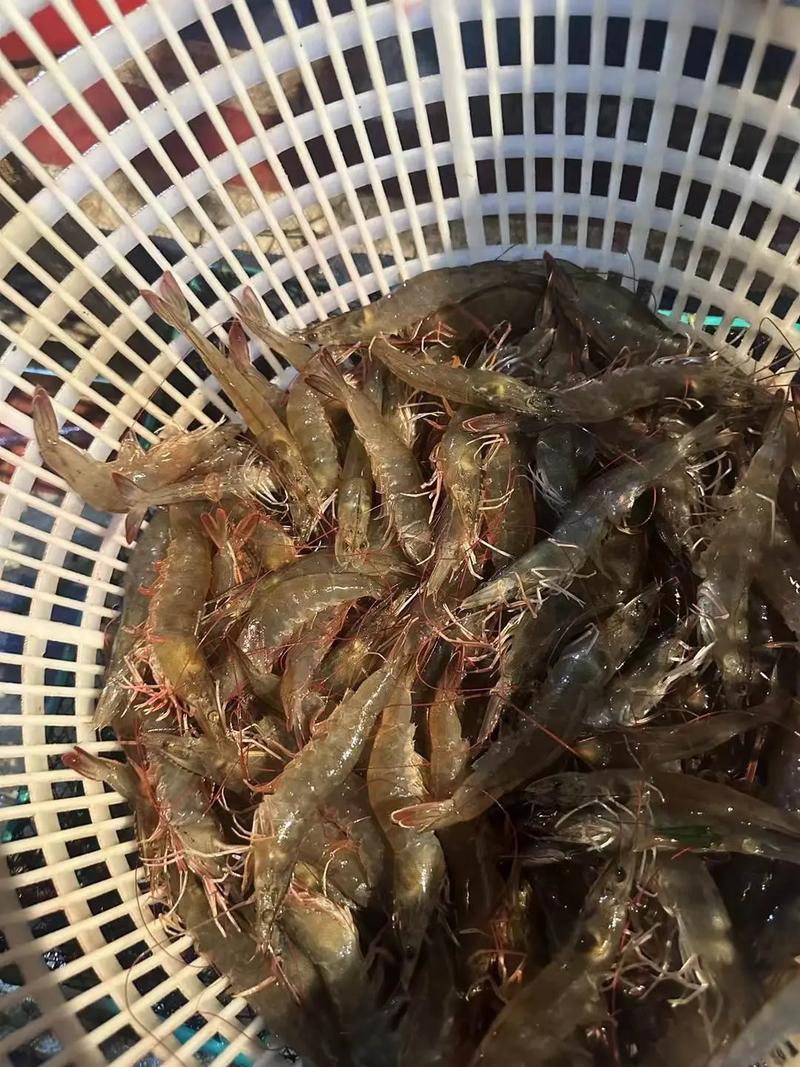 正大2025虾苗价格多少？-图2