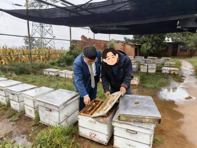 农村山上养蜂技术视频,新手如何快速入门?-图1 农村山上养蜂技术视频,新手如何快速入门?-图1