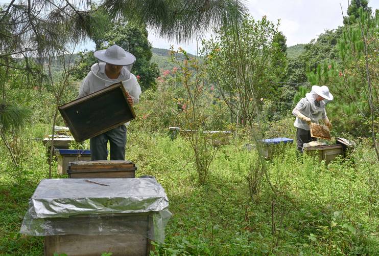 农村山上养蜂技术视频,新手如何快速入门?-图3 农村山上养蜂技术视频,新手如何快速入门?-图3