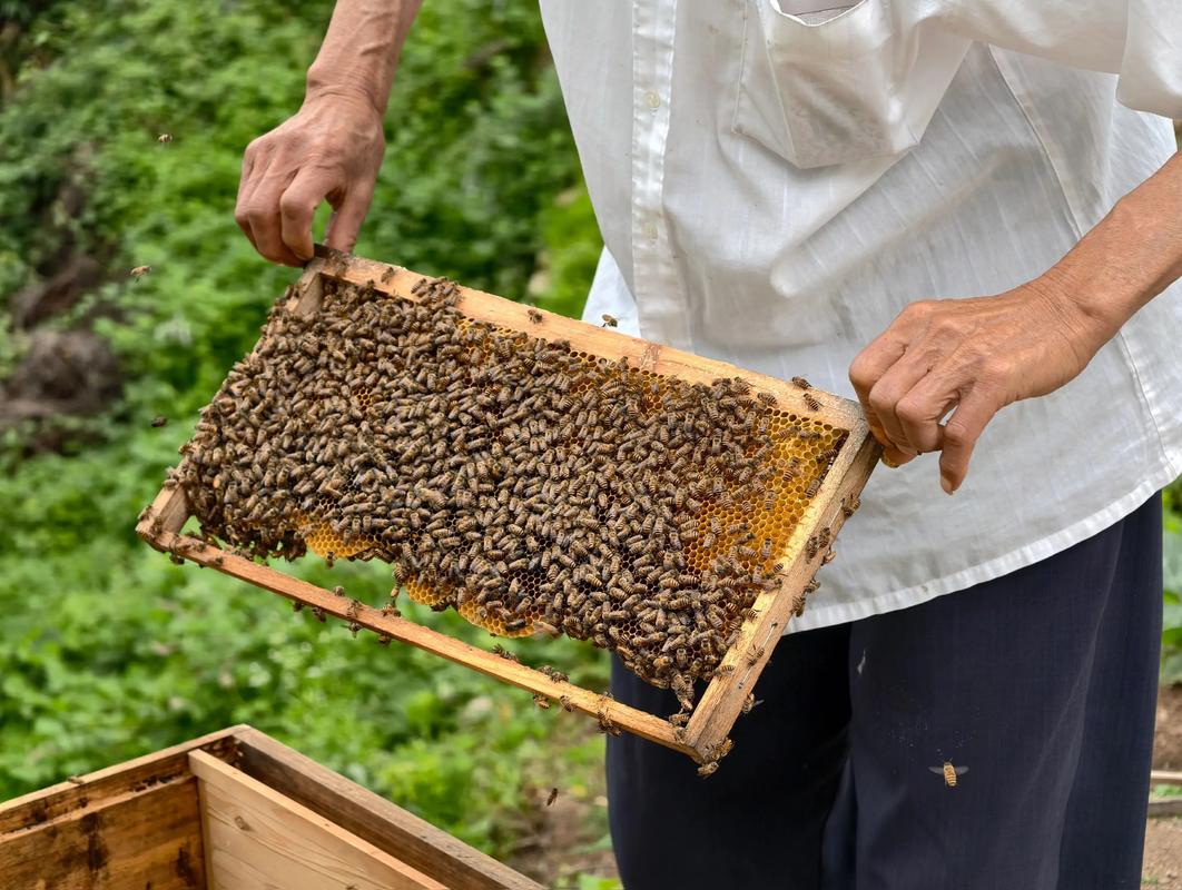 农村山上养蜂技术视频，新手如何快速入门？-图2