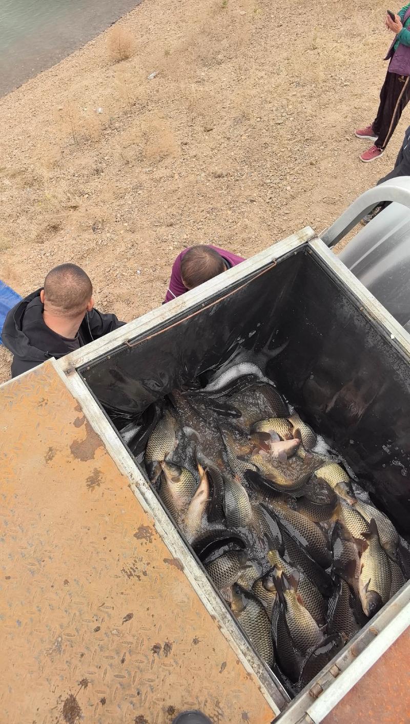 2025年鲤鱼价格会涨还是跌?-图3 2025年鲤鱼价格会涨还是跌?-图3