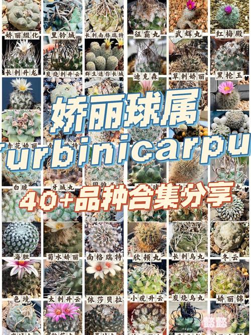 河南仙人球品种究竟有多少？-图2