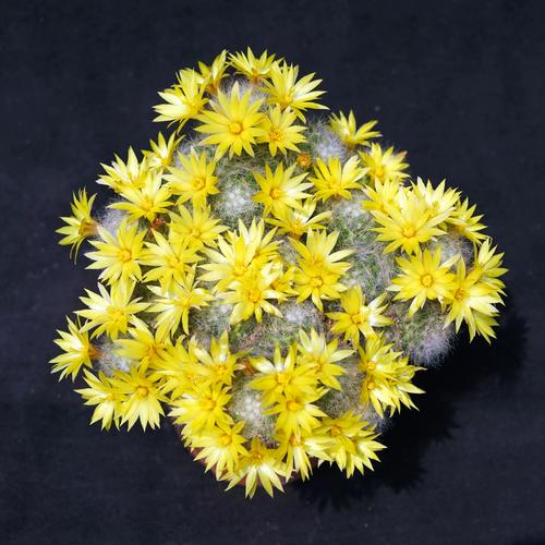 河南仙人球品种究竟有多少?-图1 河南仙人球品种究竟有多少?-图1