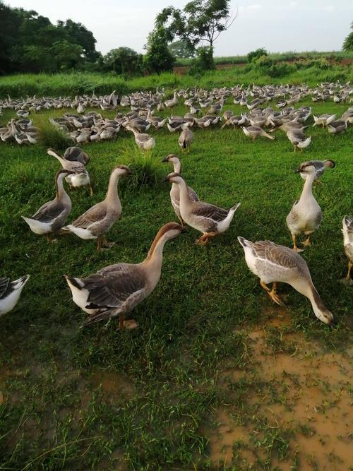 养鹅种什么牧草品种最合适？-图1