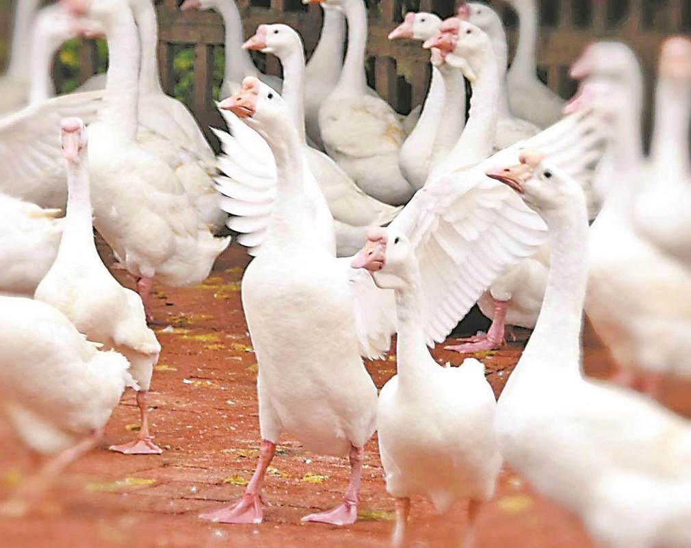 养鹅种什么牧草品种最合适？-图3