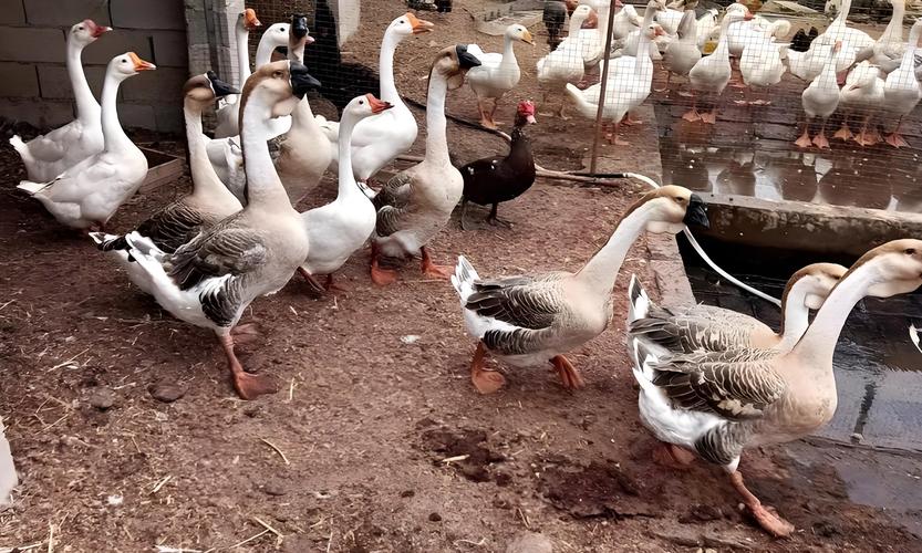 养鹅种什么牧草品种最合适？-图2