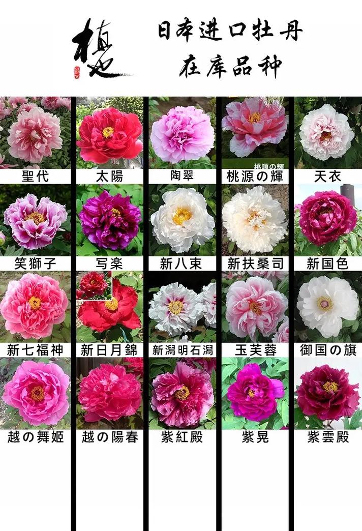 牡丹早期品种具体有哪几种？-图2
