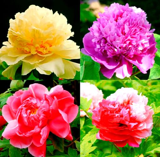 牡丹早期品种具体有哪几种？-图3