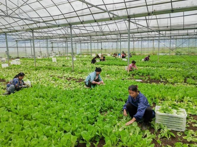 农村大型蔬菜种植技术有哪些关键要点？-图1