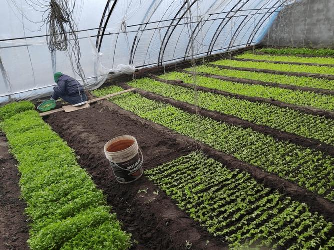 农村大型蔬菜种植技术有哪些关键要点？-图2